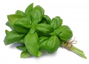 ALBAHACA ESPECIAS AROMAS PLANTAS PESTO ITALIA