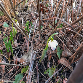 snödroppe, snowdrop snödroppe, snowdrop
