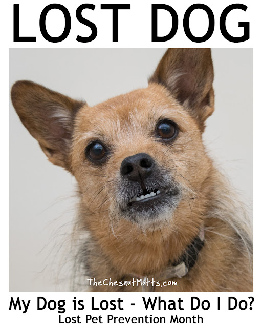 My Dog Is Lost - What Do I Do? - Lost Pet Prevention Month