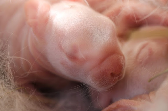 baby New Zealand White rabbit