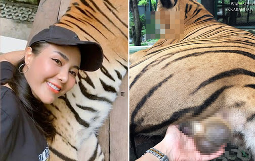 Harimau Malu,Pelancong Wanita Pegang Telur