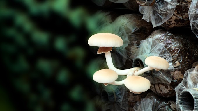 Scope of Mushroom Business in Puducherry | Mushroom business | Biobritte mushrooms