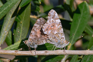 mariposa-vanesa-de-los-cardos-vanessa-cardui-copula-