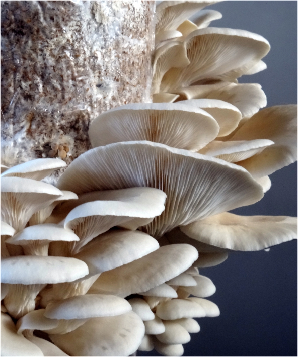 Mushroom kits South Africa | Mushroom spawn kits | Mushroom ready to fruit kits | Mushroom kits online | Mushroom kits 