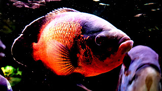 Black Tiger Oscar Fish HD Background