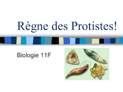 règne des protistes