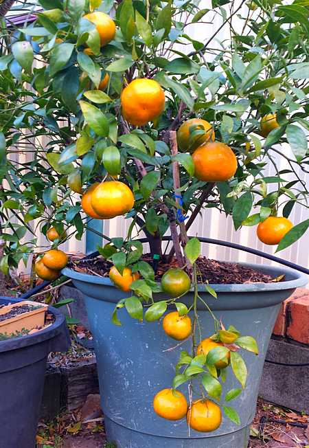 Oranges growing in a Pot