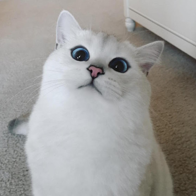 Esse Gato com lindos olhos azuis esta cativando milhares de pessoas na Internet