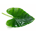 Aluche Pane(Colocasia 5 Leaf) 