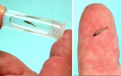 smallestfish_2.jpg (468×296)