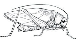 Ordo orthoptera