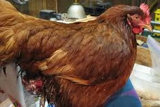 Penyebab dan gejala Prolapsus pada Ayam Petelur dan Cara Mengatasinya