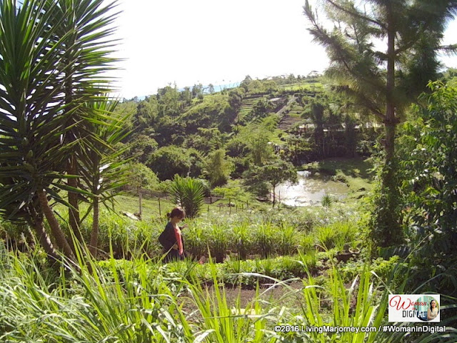 Organic Herbs at Alomah's Place Organic Farm in Bukidnon