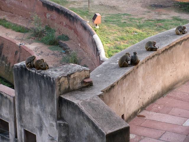 monkeys on the wall