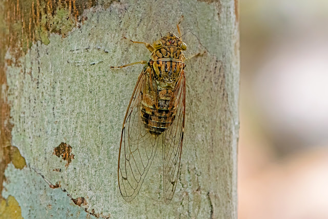 Aola bindusara cicada