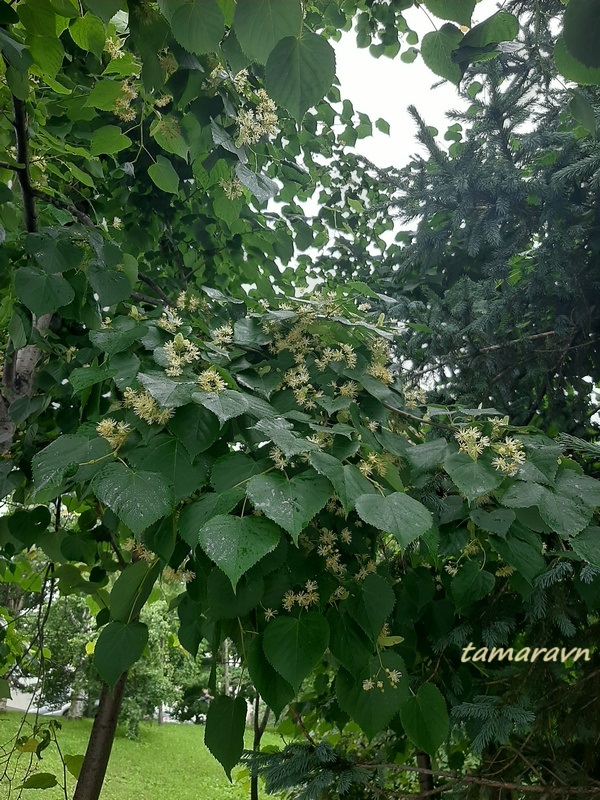 Липа амурская (Tilia amurensis)