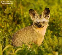 Bat-Eared Fox