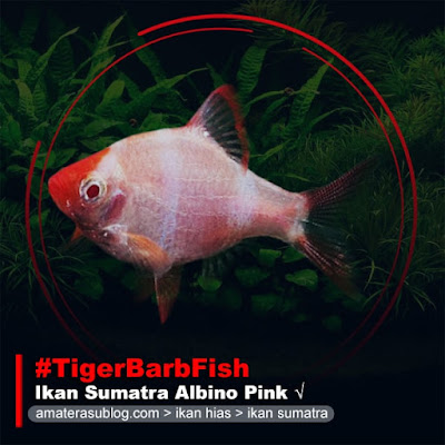 ikan-sumatra-albino-pink-tiger-barb-fish-albino-pink