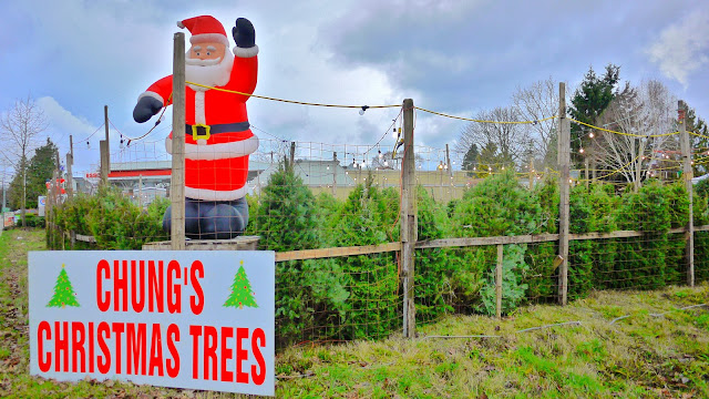 Chung's Christmas Trees | Ladner, BC