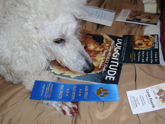 Standard poodle, Carma Poodale, wants her ma to go away