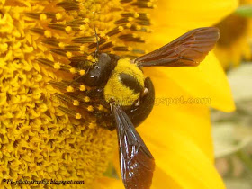 Carpenter Bee