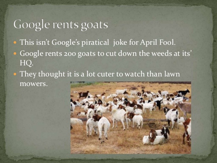 google renting goats to cut there hq grass