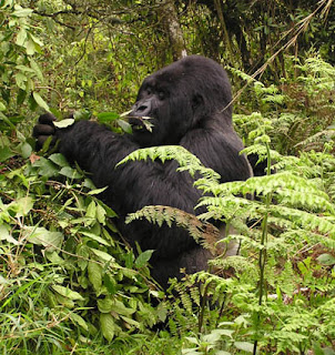 Gorilla Tracking Tour