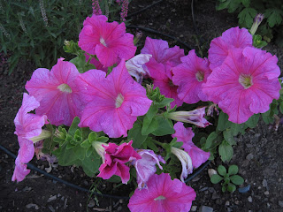 Large deep pink flowers.