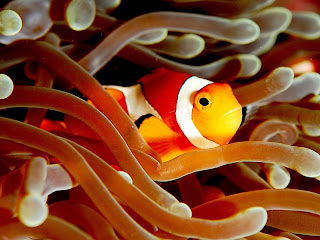 Clown fish Wallpapers