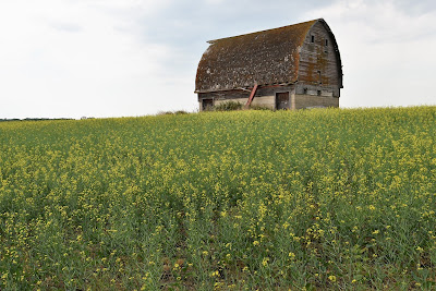 Manitoba historic barn near Great Trail.