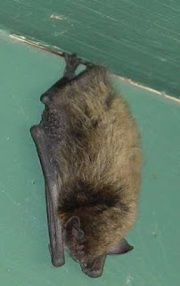 Myotis lucufus. Photo by Chas S. Clifton, 20 August 2007