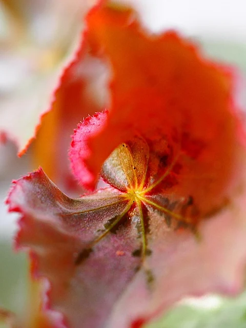 M.Zuiko Digital ED 60mm 1:2.8, Macro Photography, In The Garden 01