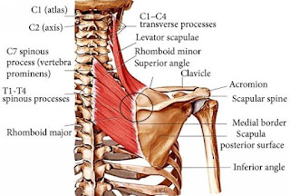 Otot Levator Scapula adalah otot gelang bahu di tubuh manusia. Otot ini memiliki anatomi origo, insersi, aksi, saraf, dan arteri.