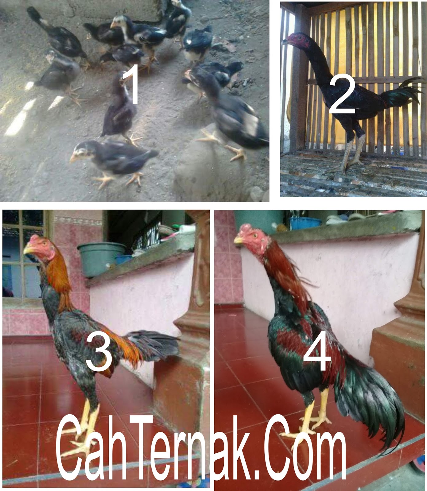 Tips Merawat Ayam Bangkok Dari Telur Sampai Dewasa Agar Tidak Mati