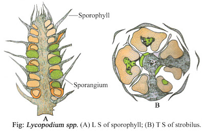 Lycopodium spore Formation