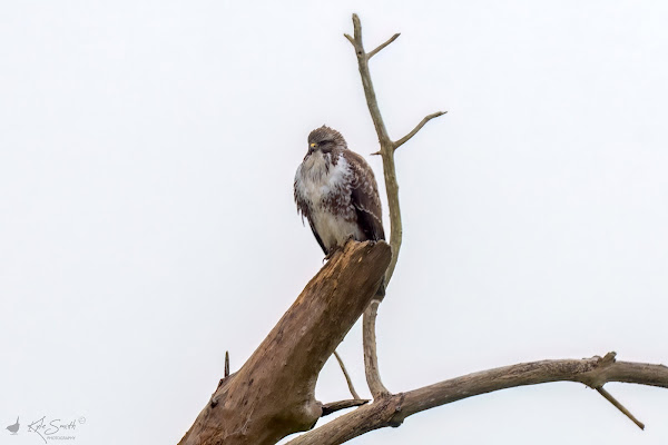 Buzzard