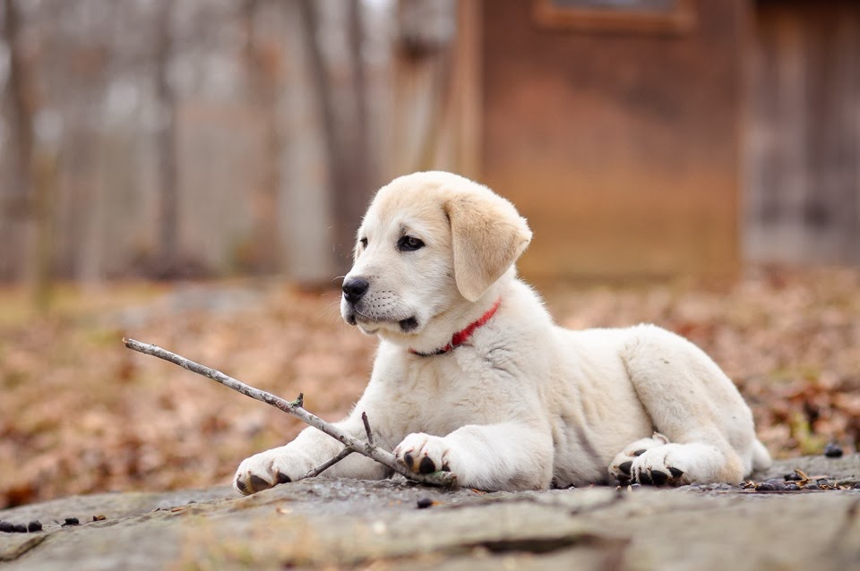 great Pyrenees Anatolian mix