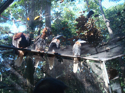 big birds in Zoobic Safari