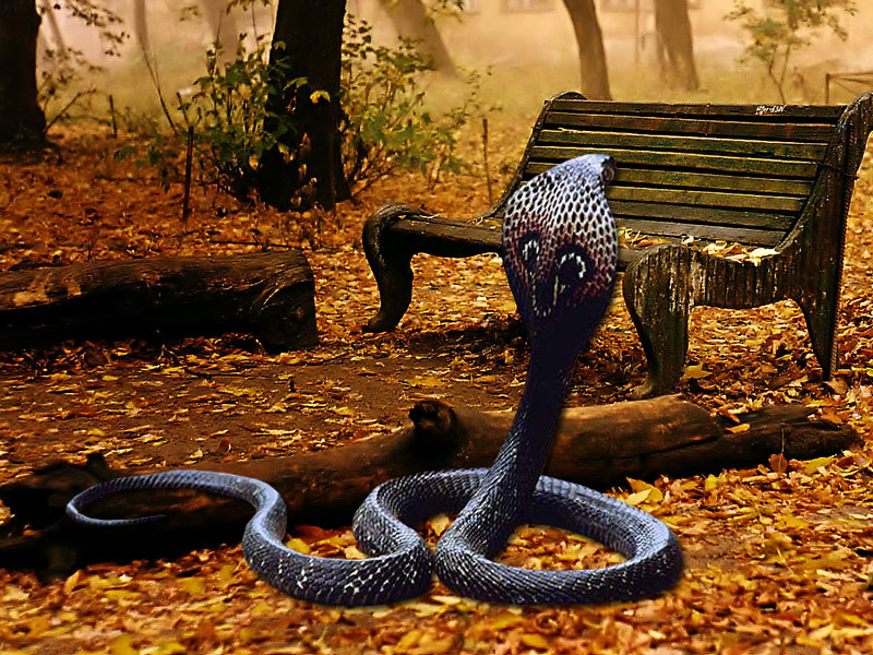 King Cobra Wallpapers Download Computer Wallpaper Free Afalchi Free images wallpape [afalchi.blogspot.com]