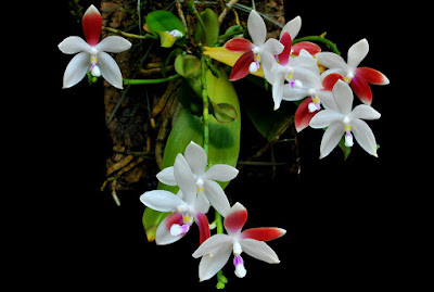 Phalaenopsis tetraspis care and culture