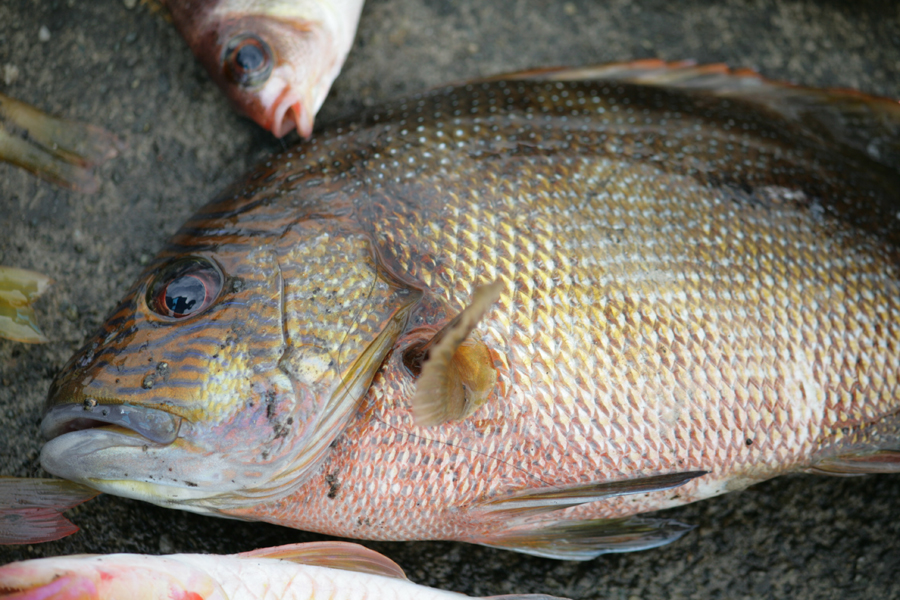  Gambar Ikan Kerapu Palopo Fishing Hasil Mancing Gambar di 