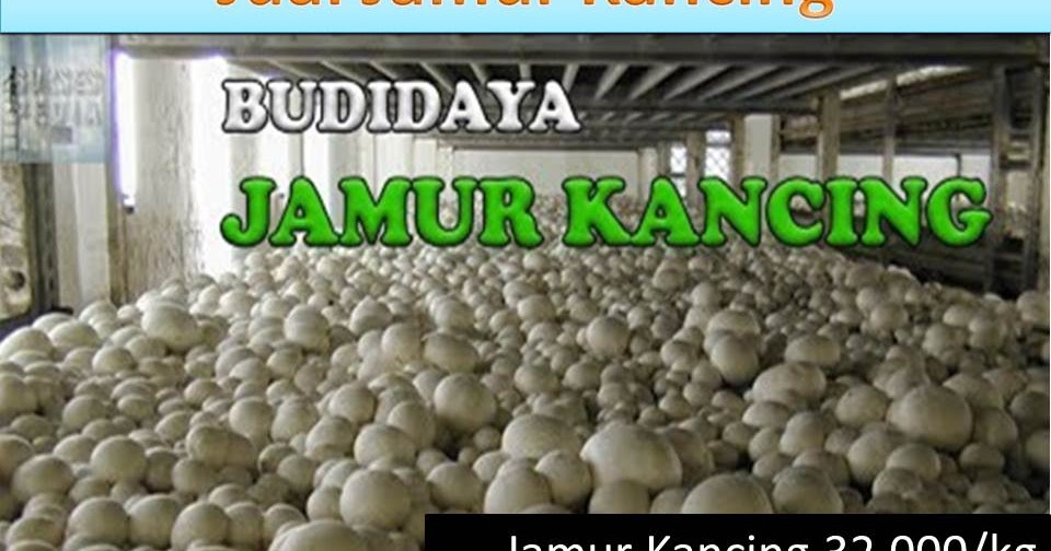 Jual jamur kancing segar barang paling laris di facebook