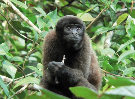 Macaco barrigudo