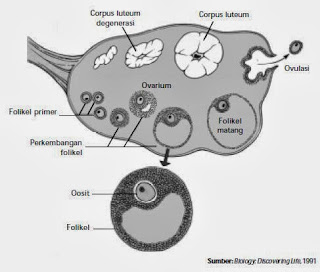 Proses oogenesis di ovarium