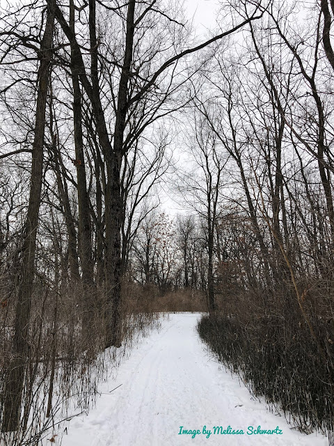 Trees frame a snow trail forward at The Hollows Conservation Area.