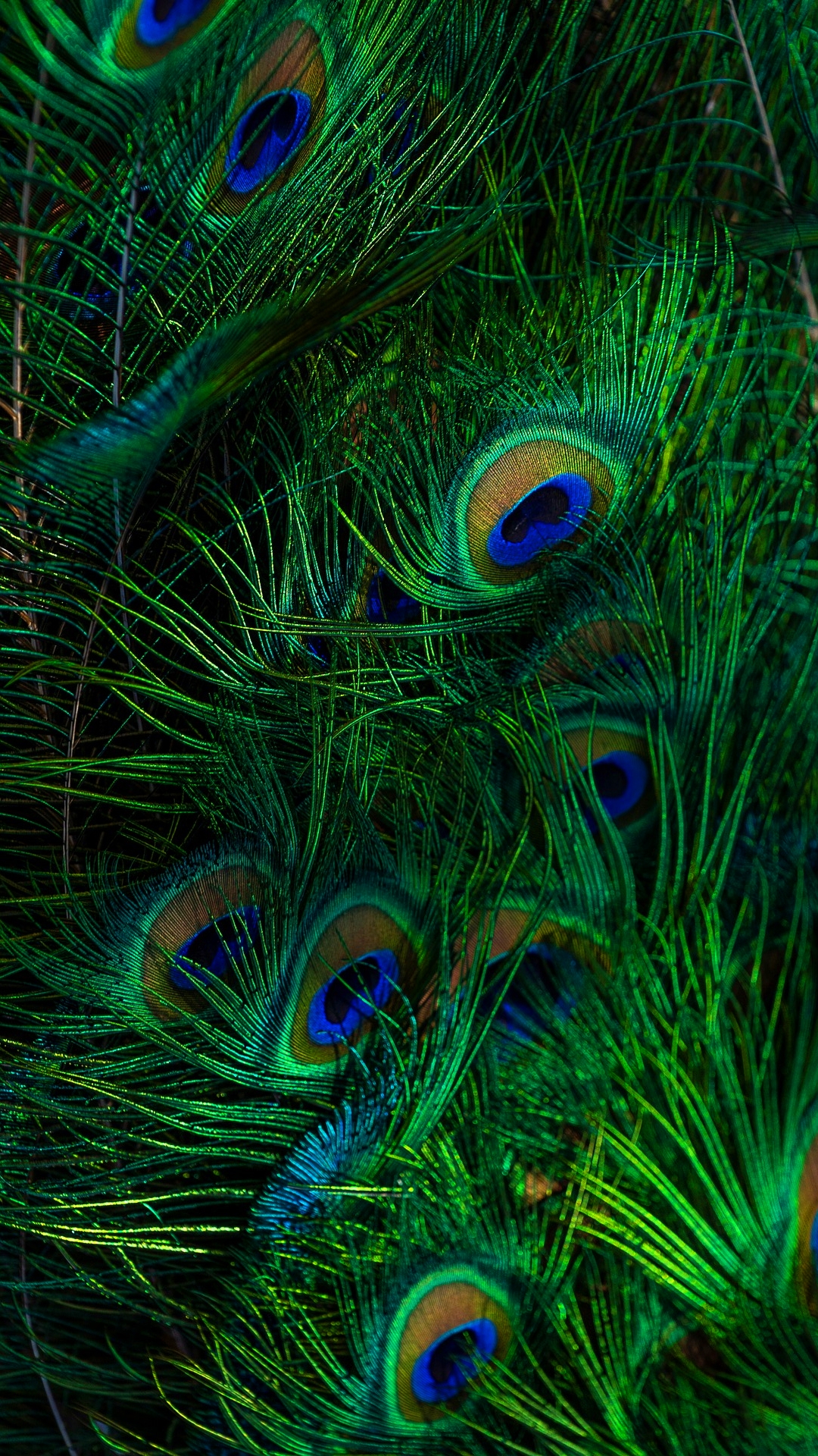 मोर वॉलपेपर फोटो | Peacock wallpaper hd for mobile