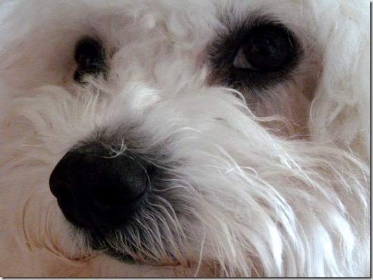 Benno (4)