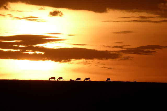 Sunset over the masi maira with animals grazing