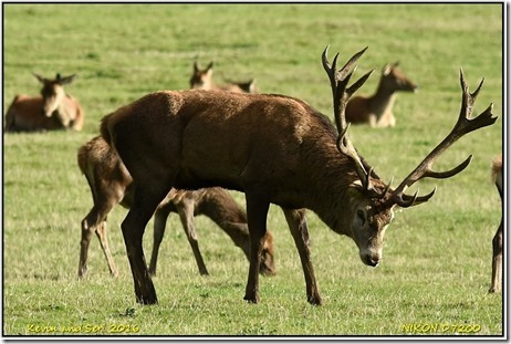 Bradgate Park - October