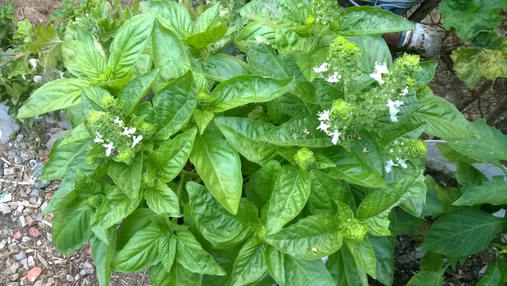 Basil flowers are small and white, and grow from a central inflorescence that emerges from the central stem. Basil flowers are quite edible